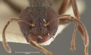 Media type: image; Entomology 8948   Aspect: head frontal view